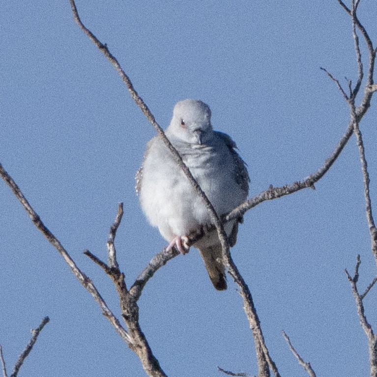 Diamond Dove - ML641945857