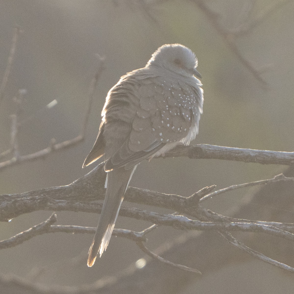 Diamond Dove - ML641945858