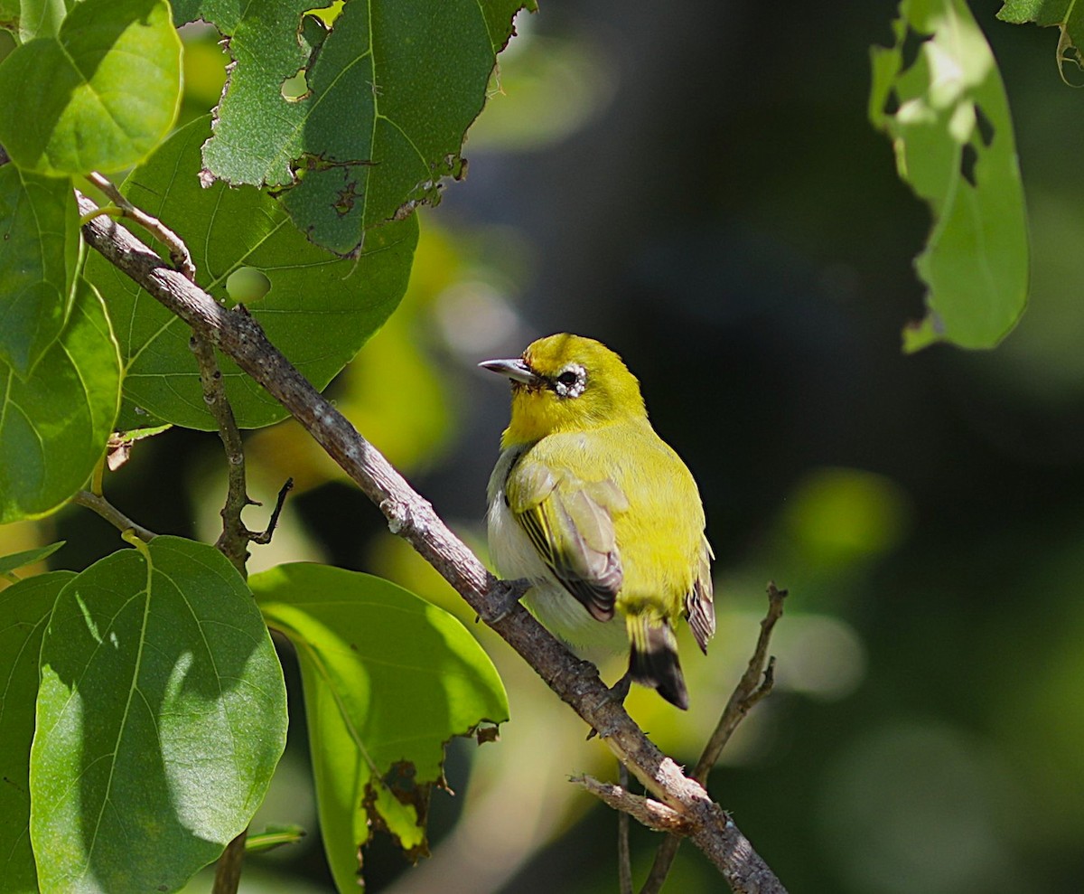 Ashy-bellied White-eye - ML641945859