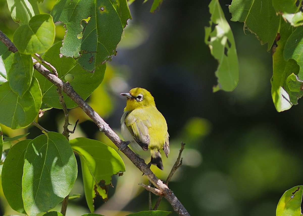 Ashy-bellied White-eye - ML641945860