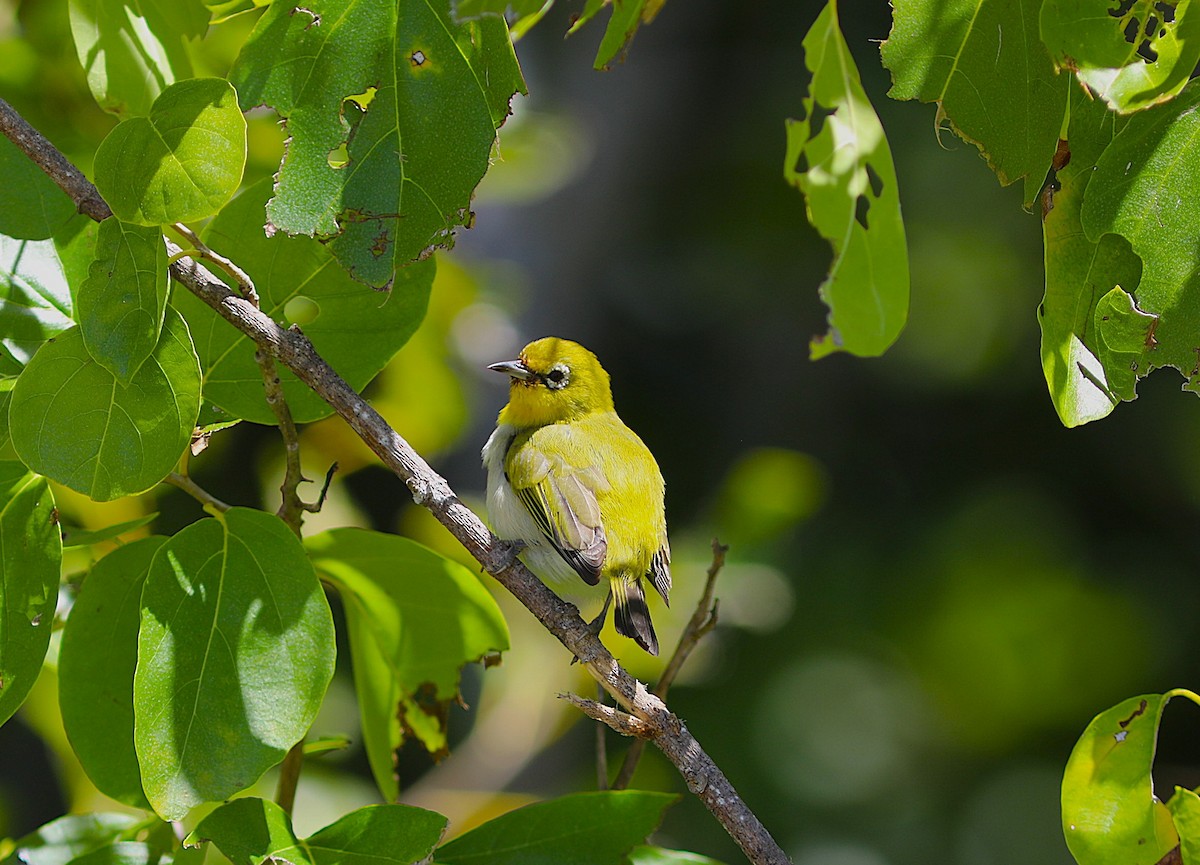 Ashy-bellied White-eye - ML641945861