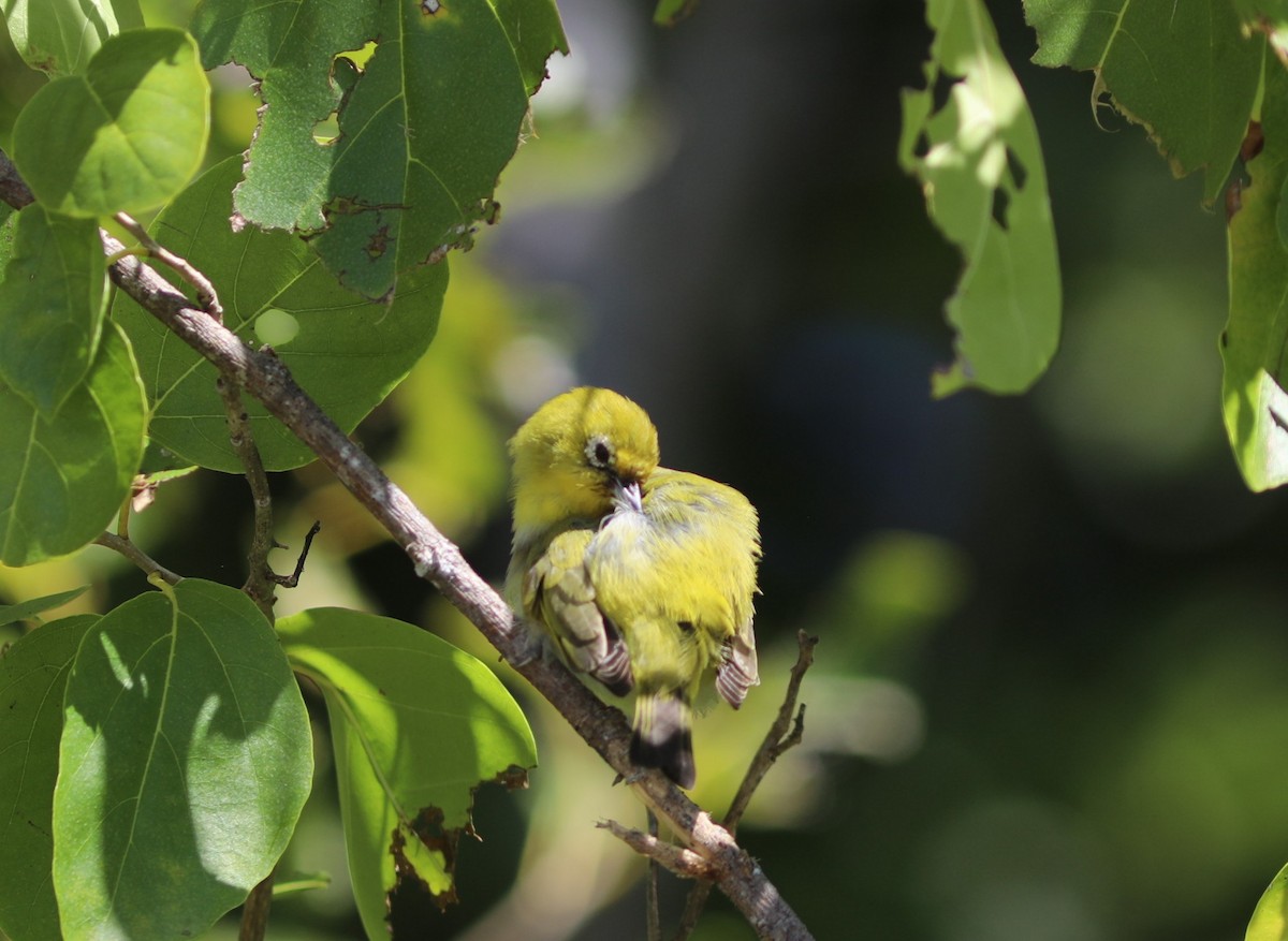 Ashy-bellied White-eye - ML641945862