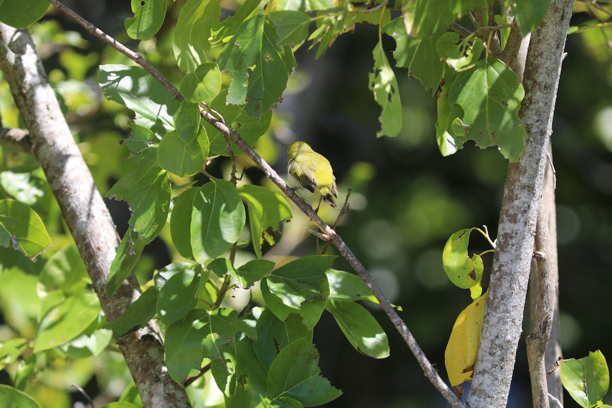 Ashy-bellied White-eye - ML641945864