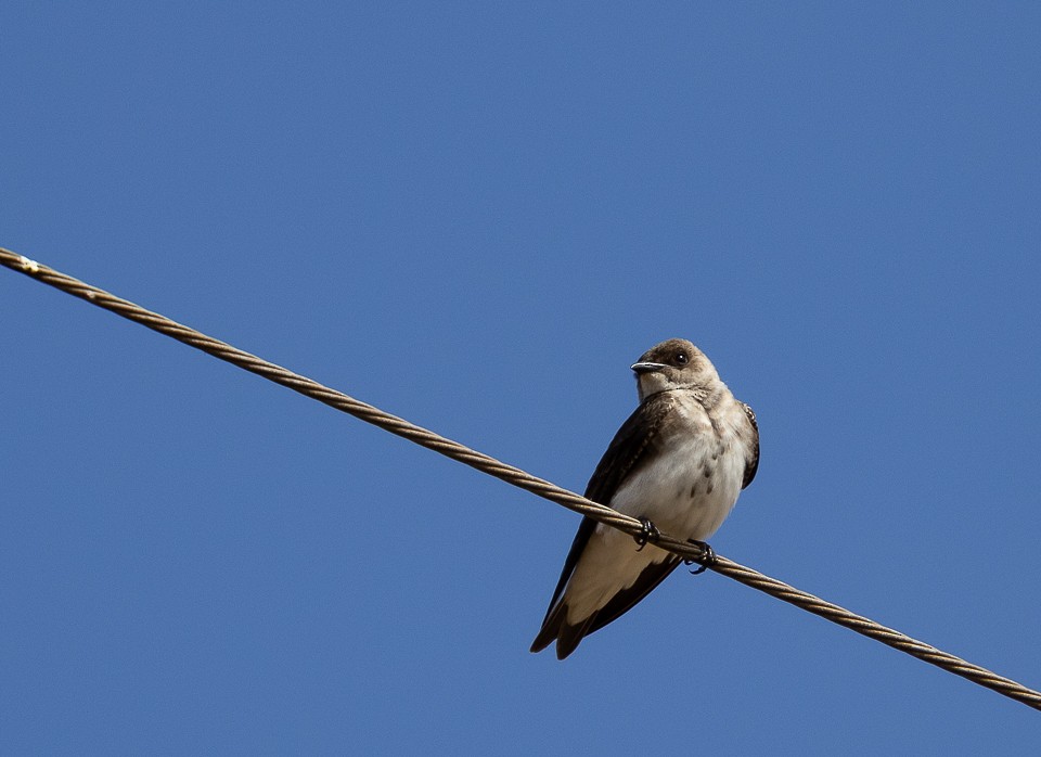 Brown-chested Martin - ML641945865
