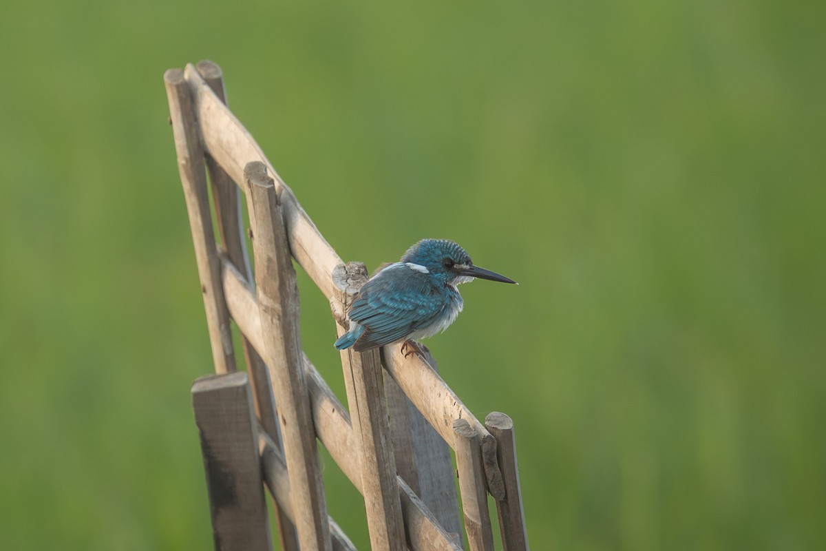 Small Blue Kingfisher - ML641945872
