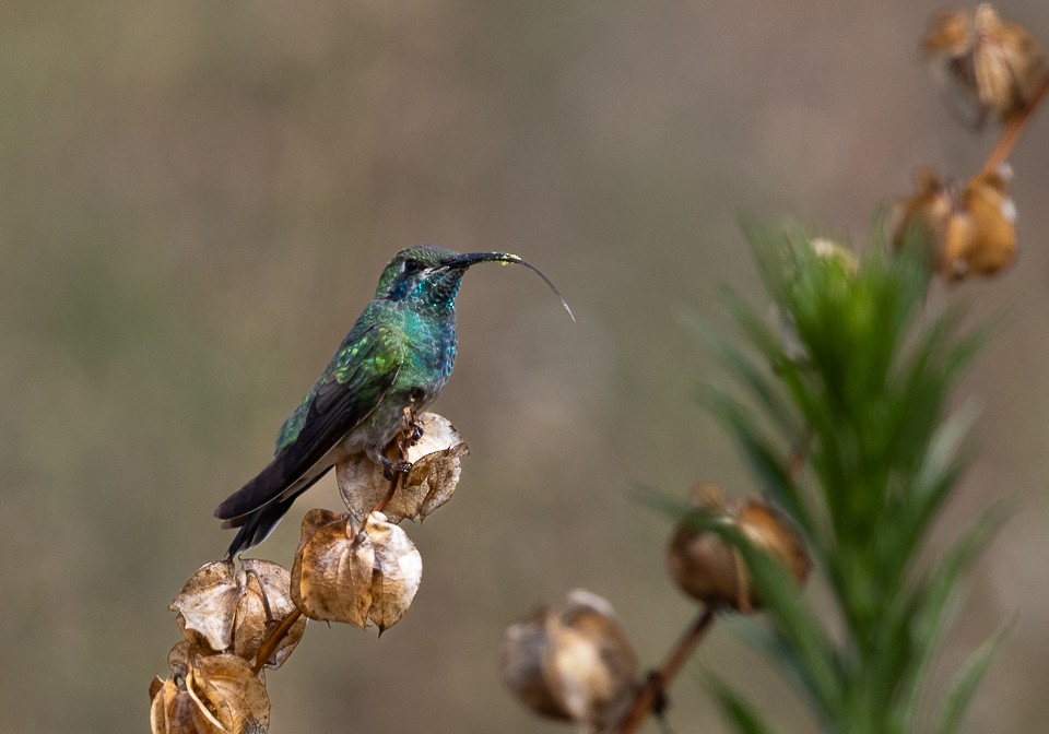 White-vented Violetear - ML641945880
