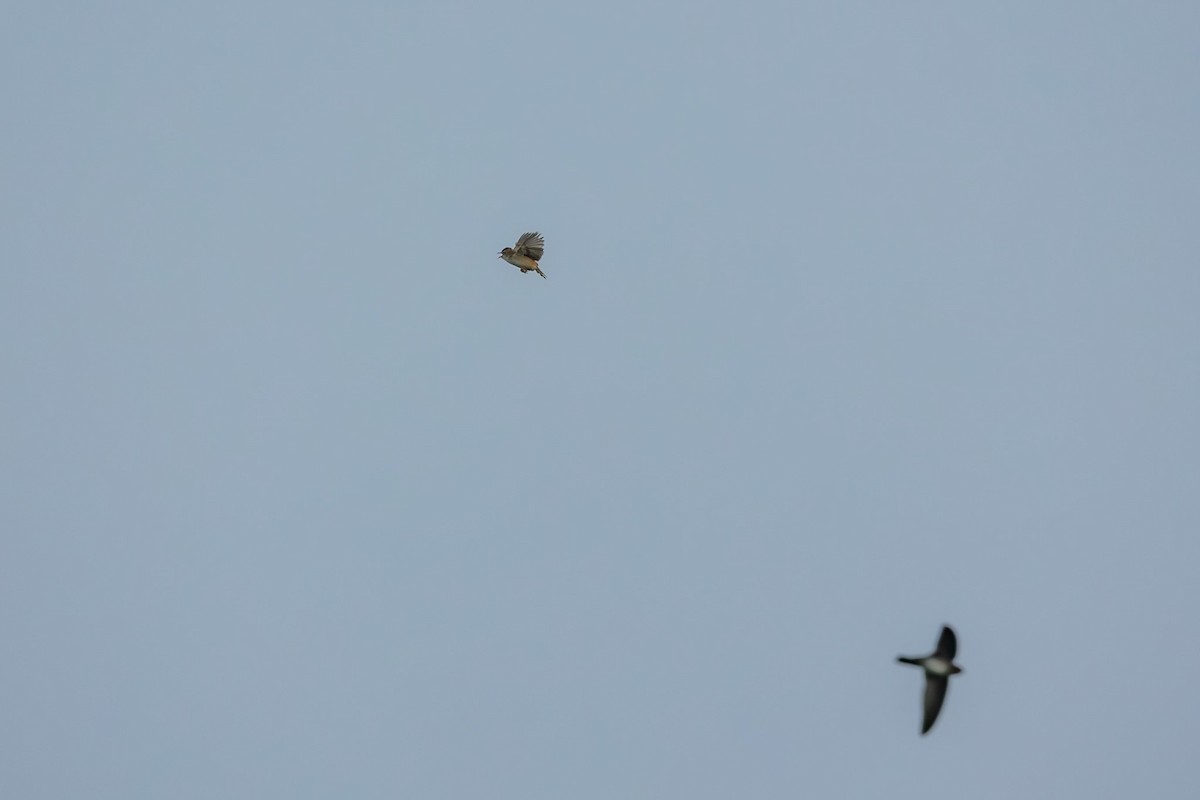 Zitting Cisticola - ML641945887