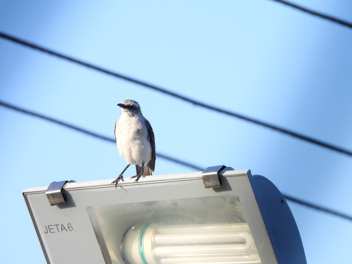 Tropical Mockingbird - ML641945888