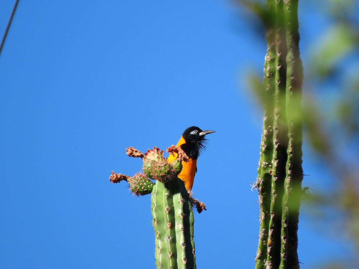 Venezuelan Troupial - ML641945890