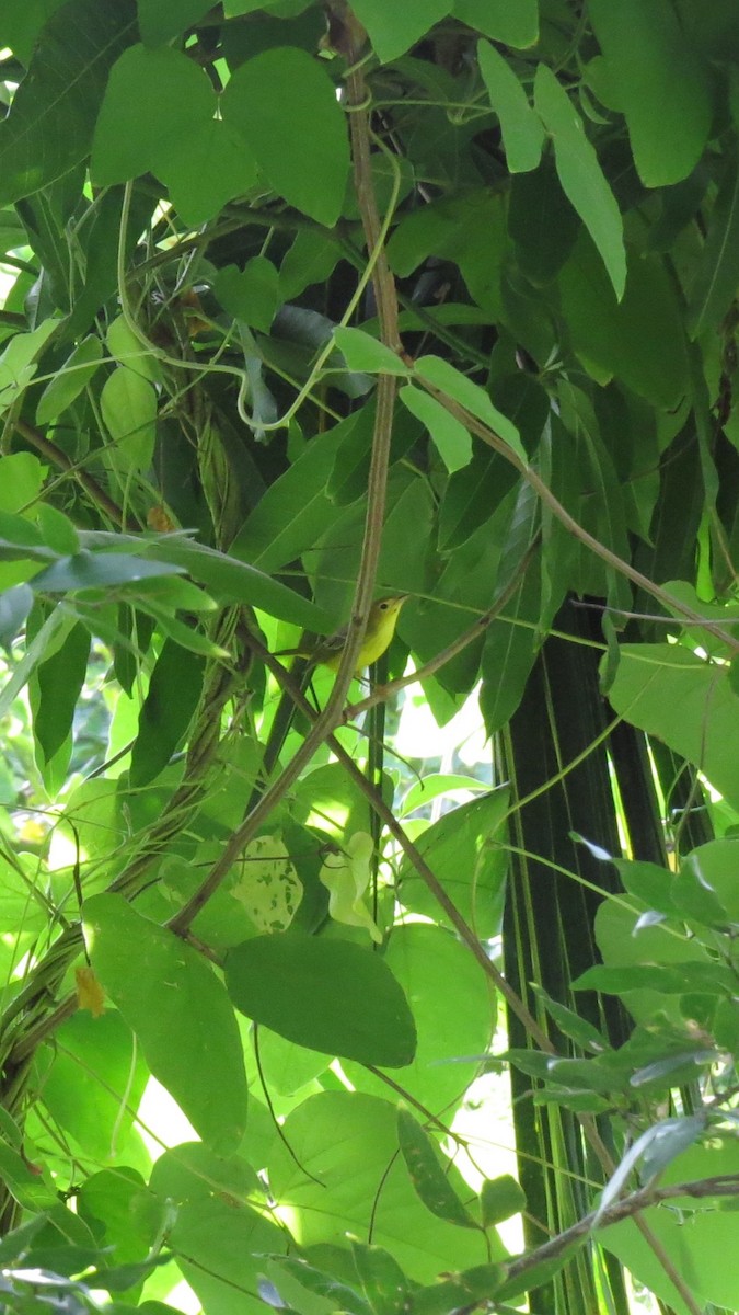 Golden Vireo - ML641945896