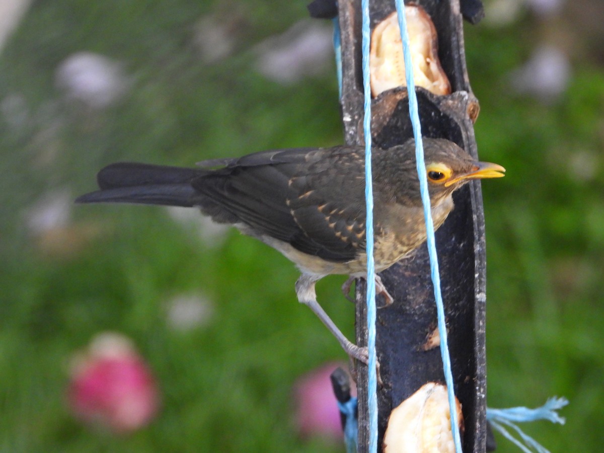 Spectacled Thrush - ML641945905