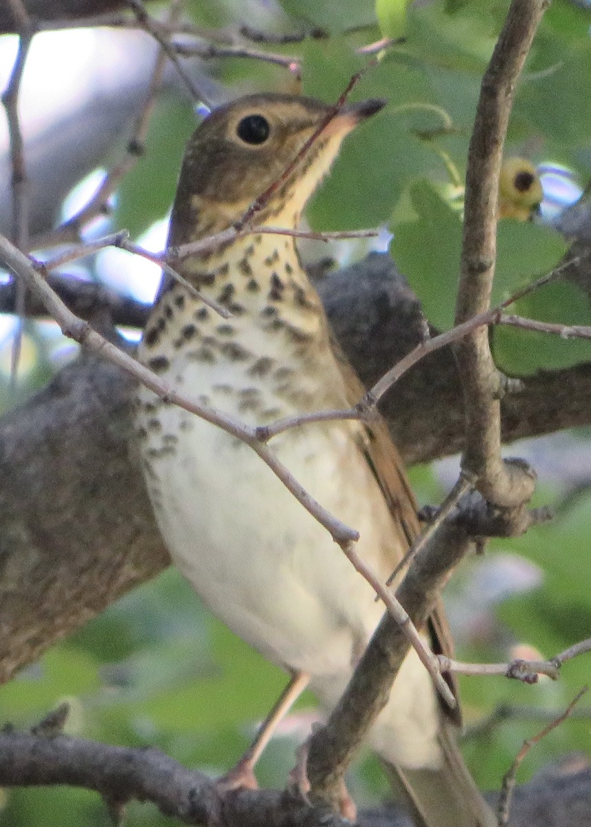 brunkinnskogtrost - ML641945915