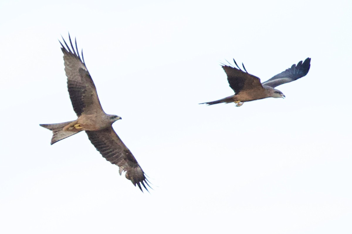 Black Kite (Black) - ML641945923