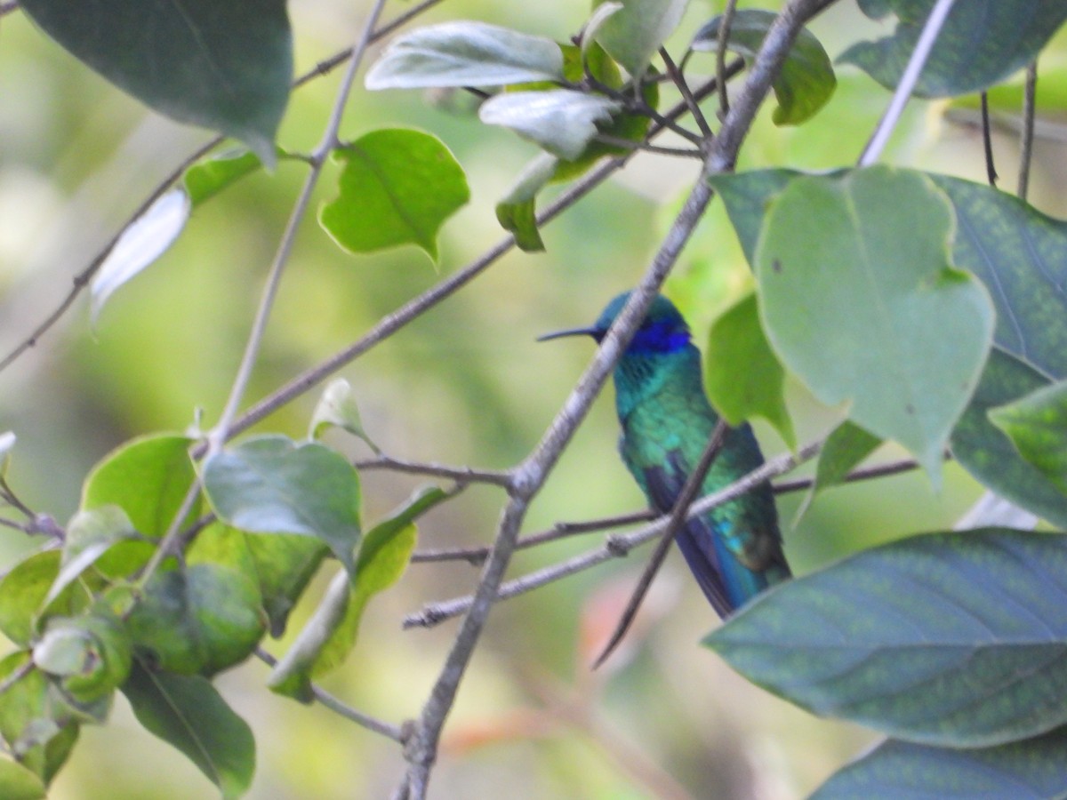 Sparkling Violetear - ML641945932