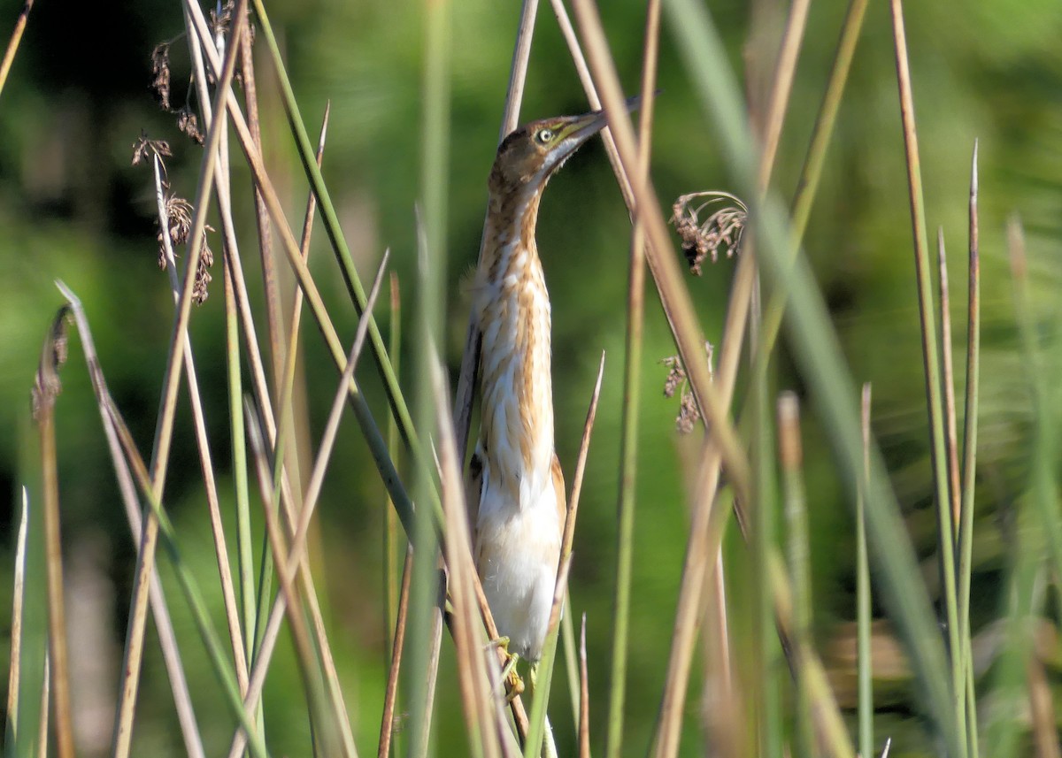 Least Bittern - ML641945938