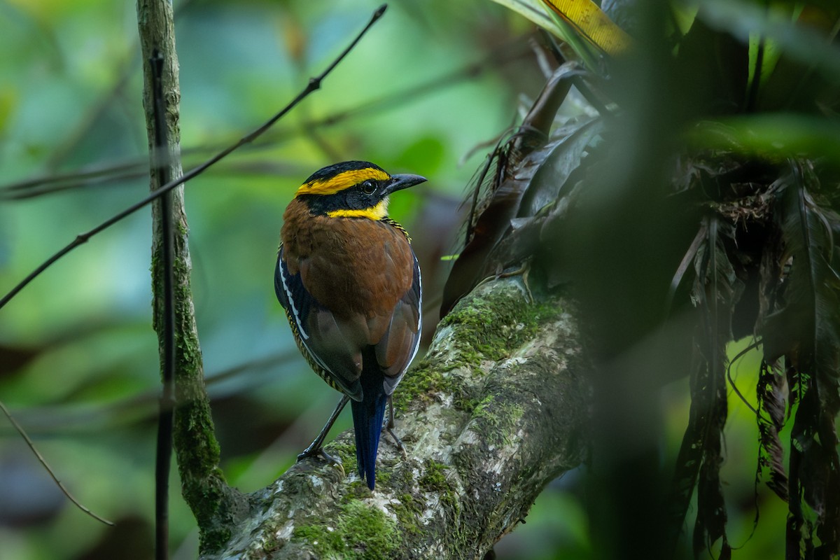Javan Banded-Pitta - ML641945951