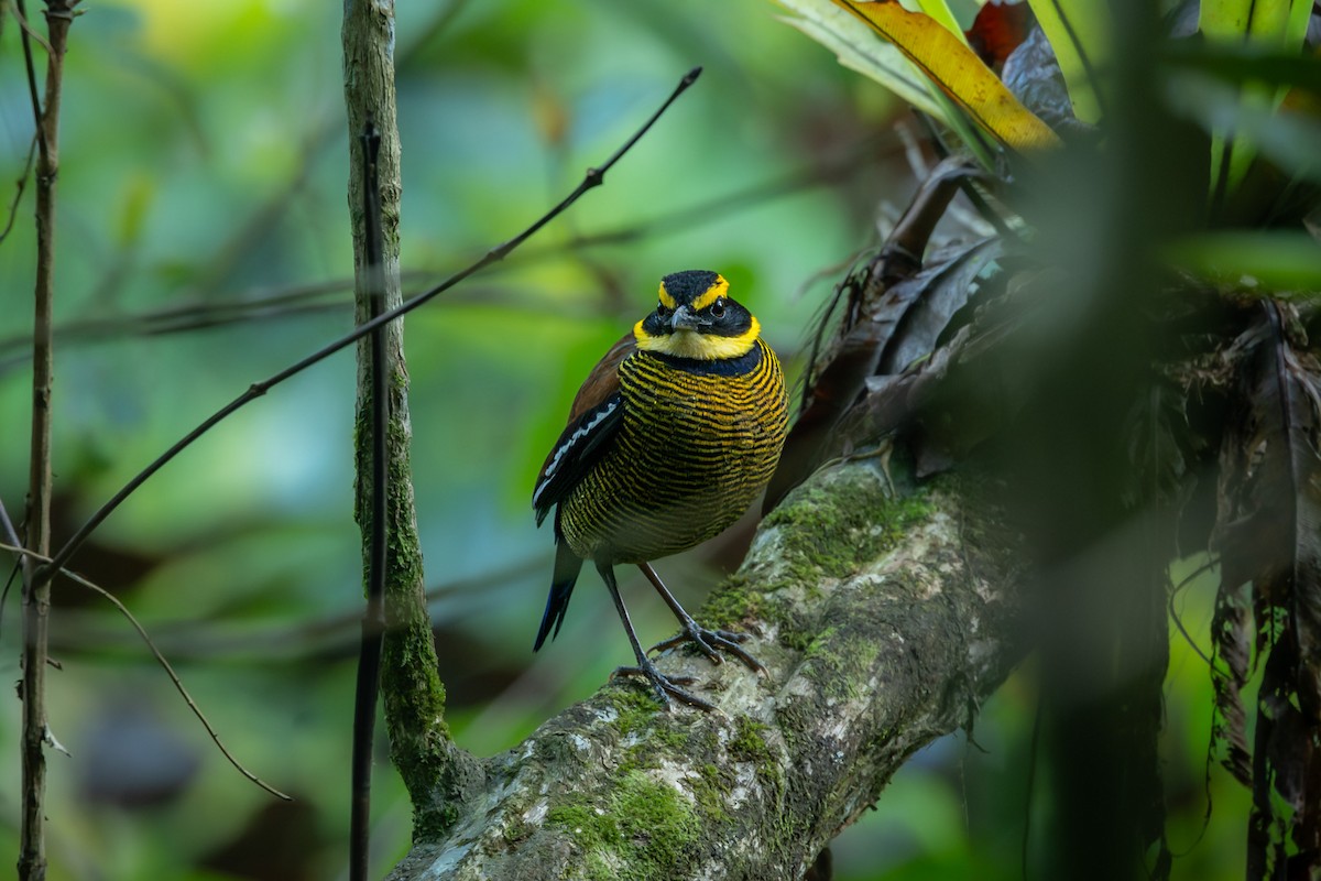 Javan Banded-Pitta - ML641945952