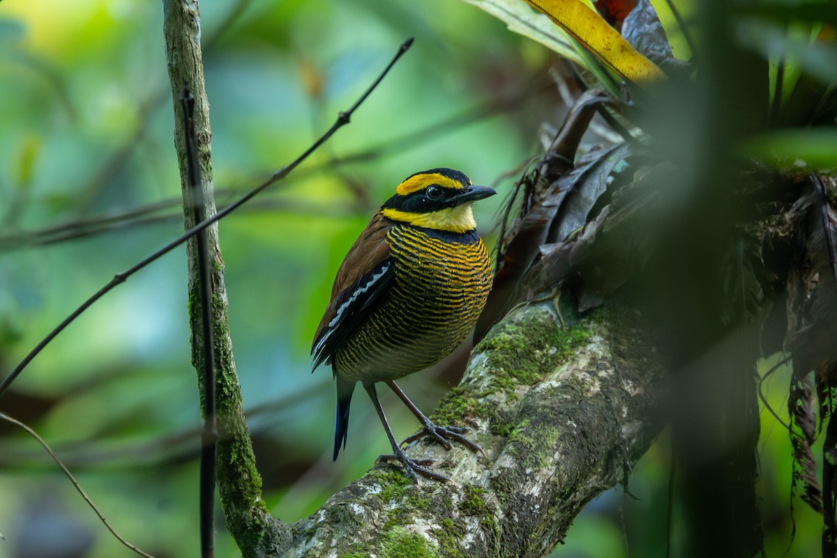 Javan Banded-Pitta - ML641945953