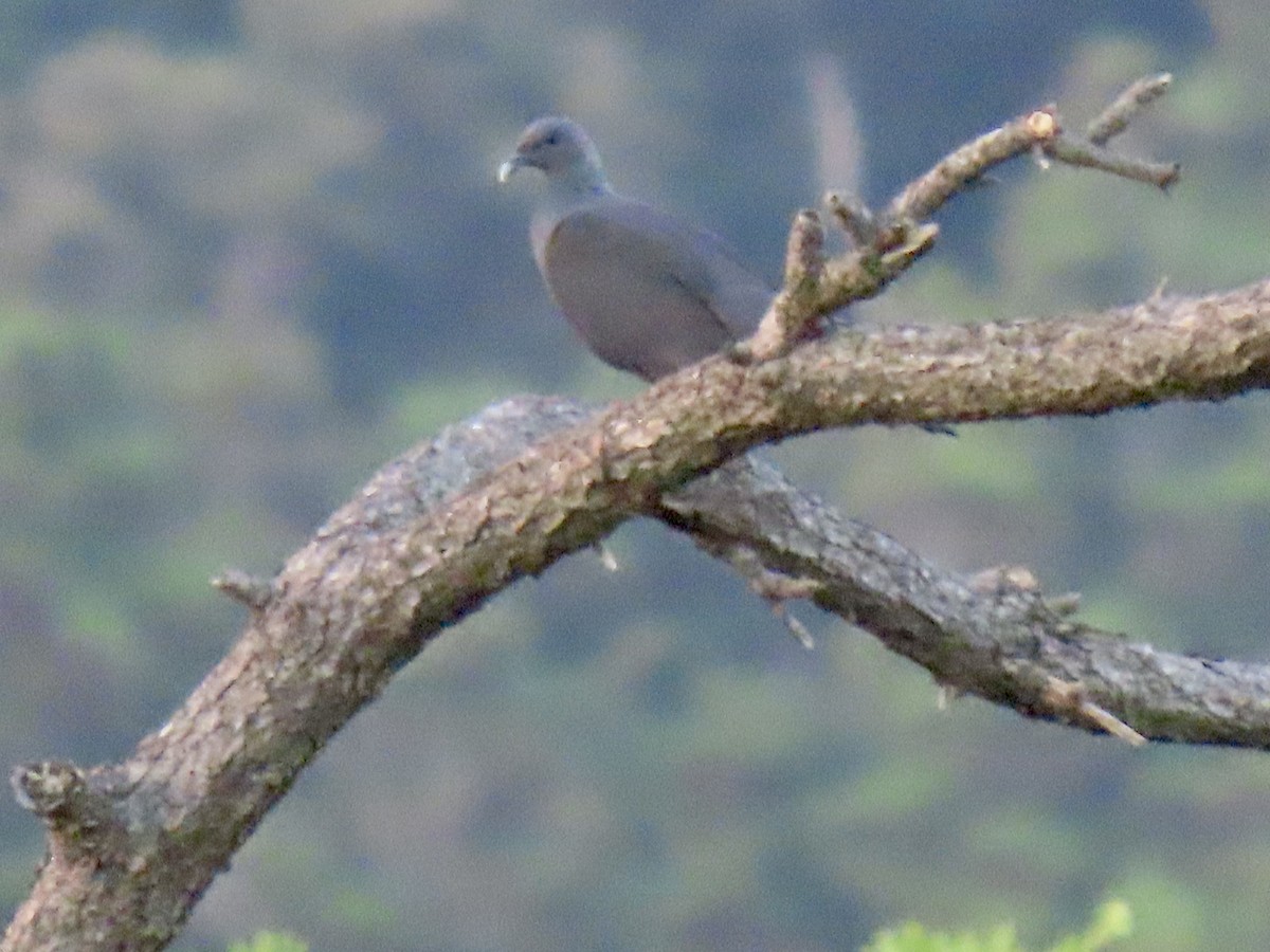 Black Wood-Pigeon - ML641945954