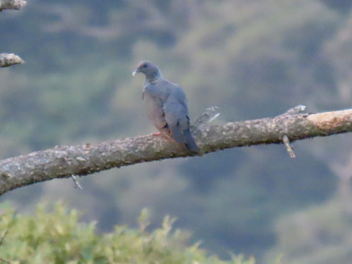 Black Wood-Pigeon - ML641945955
