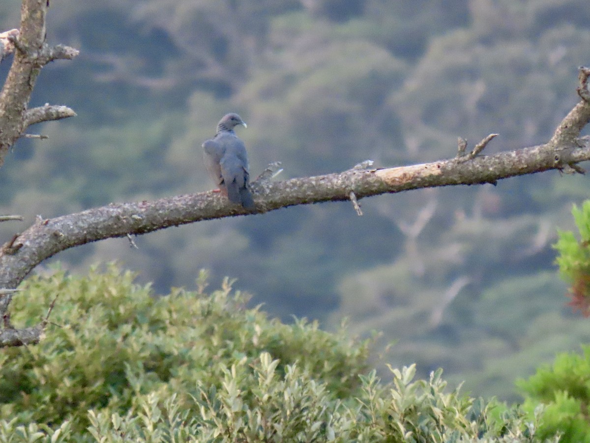 Black Wood-Pigeon - ML641945956