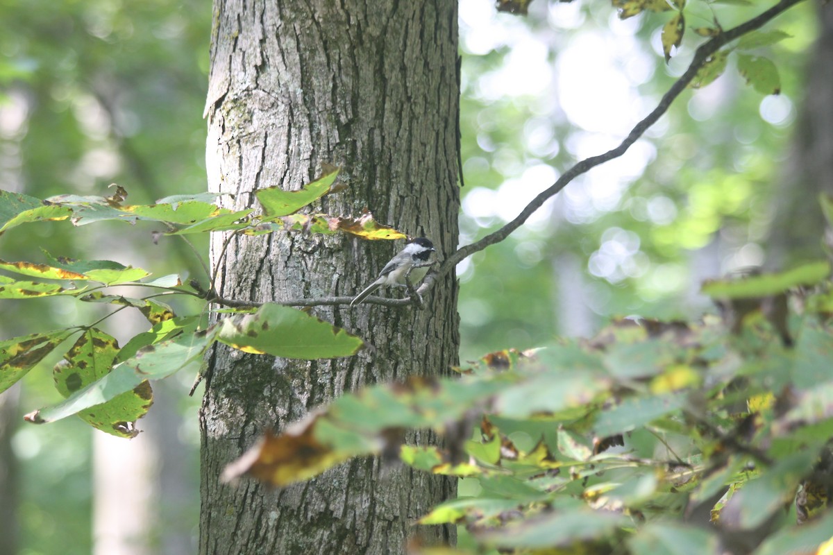 Black-capped Chickadee - ML641945957