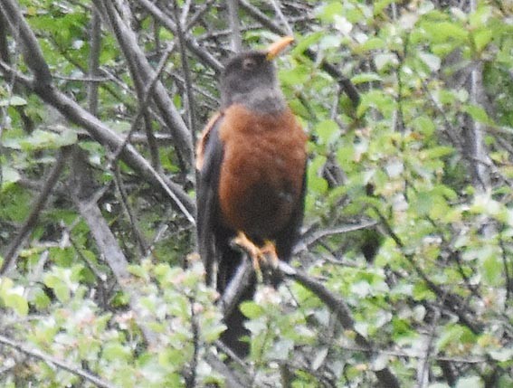 Chestnut Thrush - ML641945966