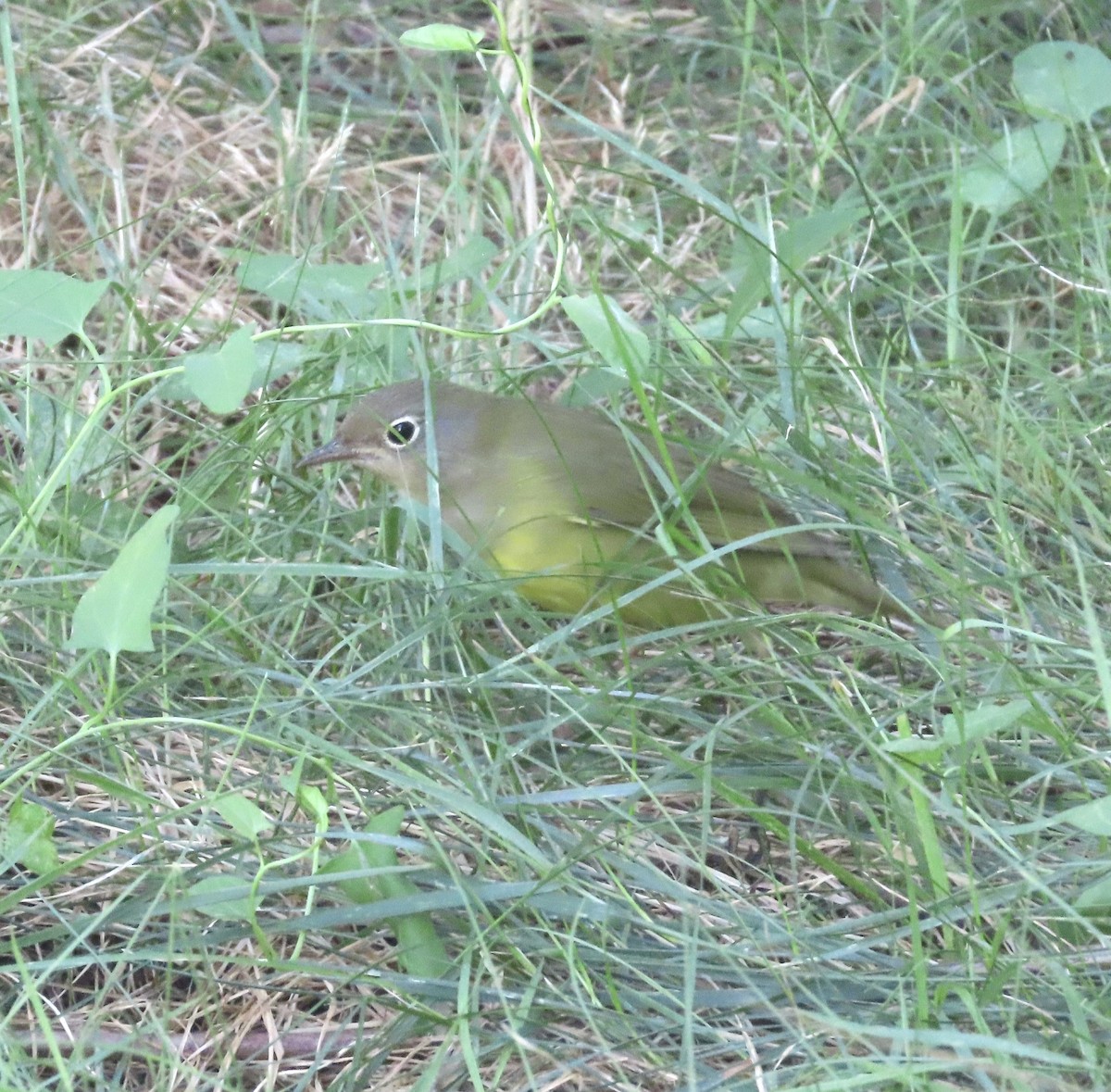 Connecticut Warbler - ML641945970