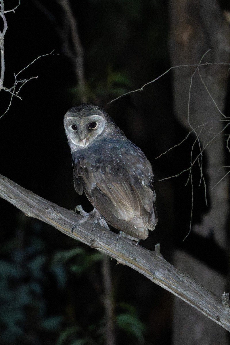Sooty Owl - ML641945975