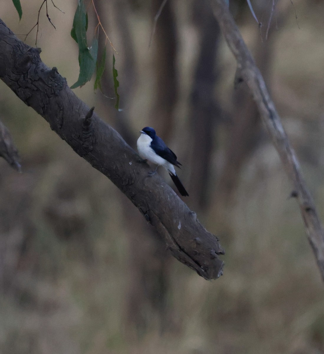 Restless Flycatcher - ML641945979
