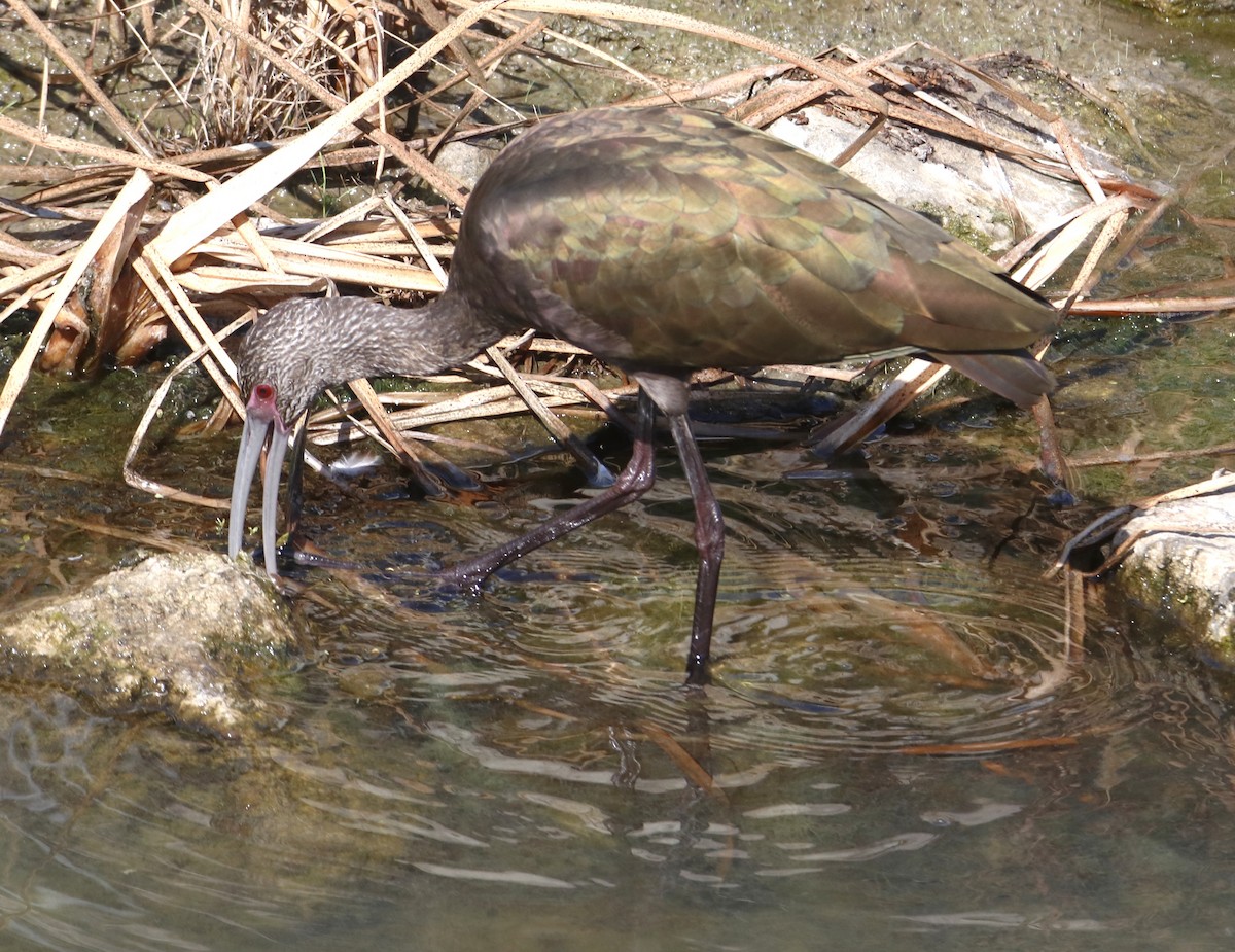White-faced Ibis - ML641945987
