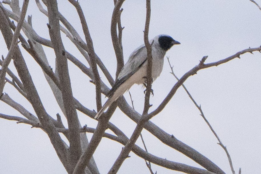 Black-faced Cuckooshrike - ML641945989