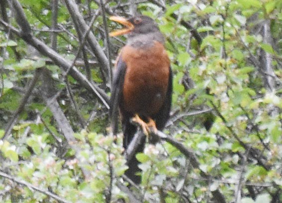 Chestnut Thrush - ML641945993