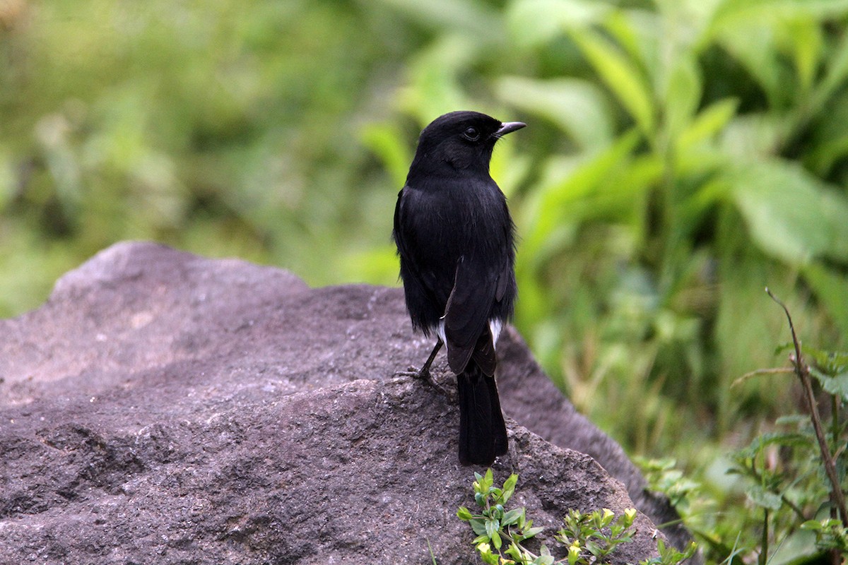 Pied Bushchat - ML641946000