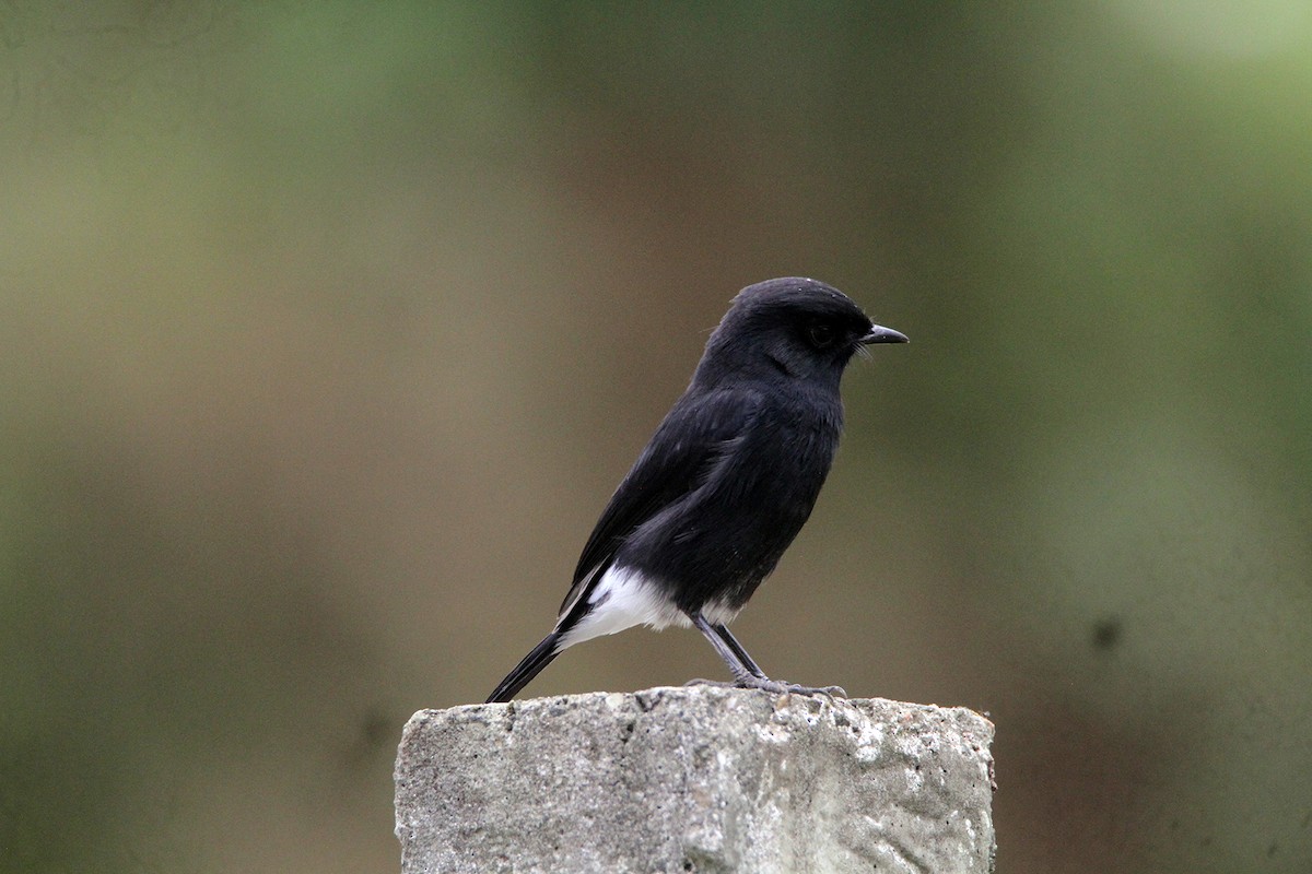 Pied Bushchat - ML641946001
