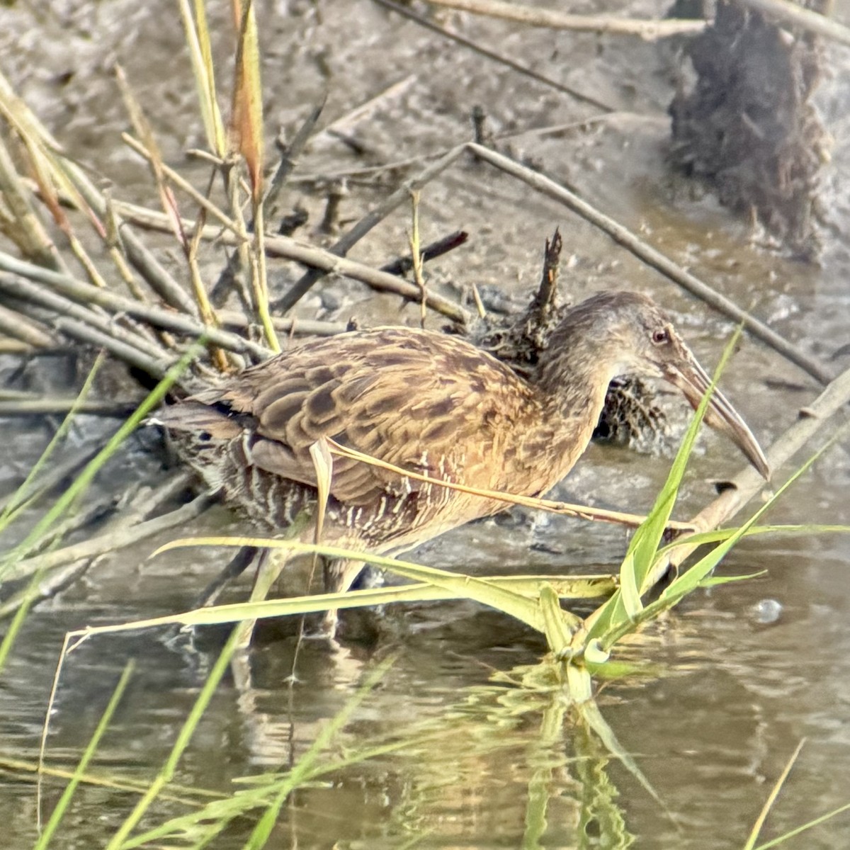 Clapper Rail - ML641946002
