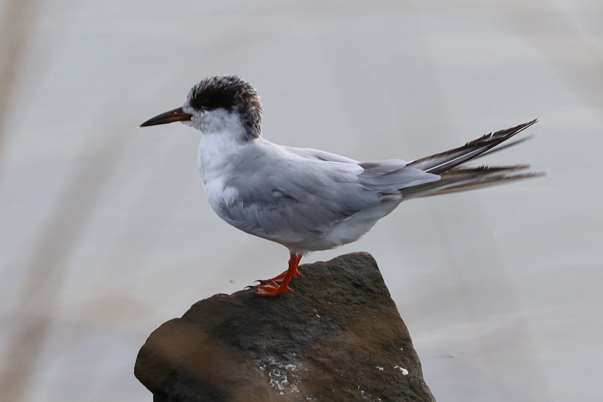 Forster's Tern - ML641946003
