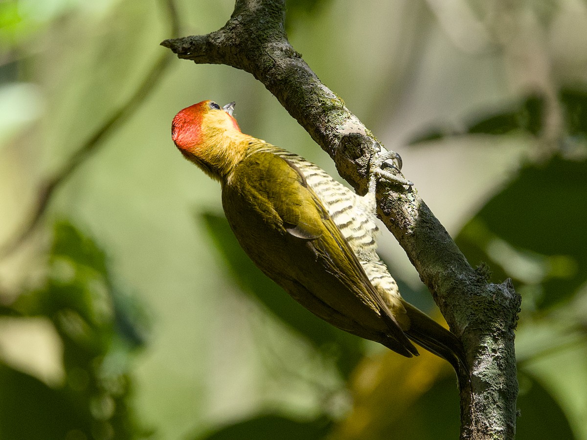 Yellow-throated Woodpecker - ML641946022