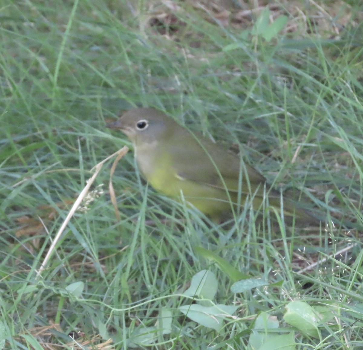 Connecticut Warbler - ML641946023