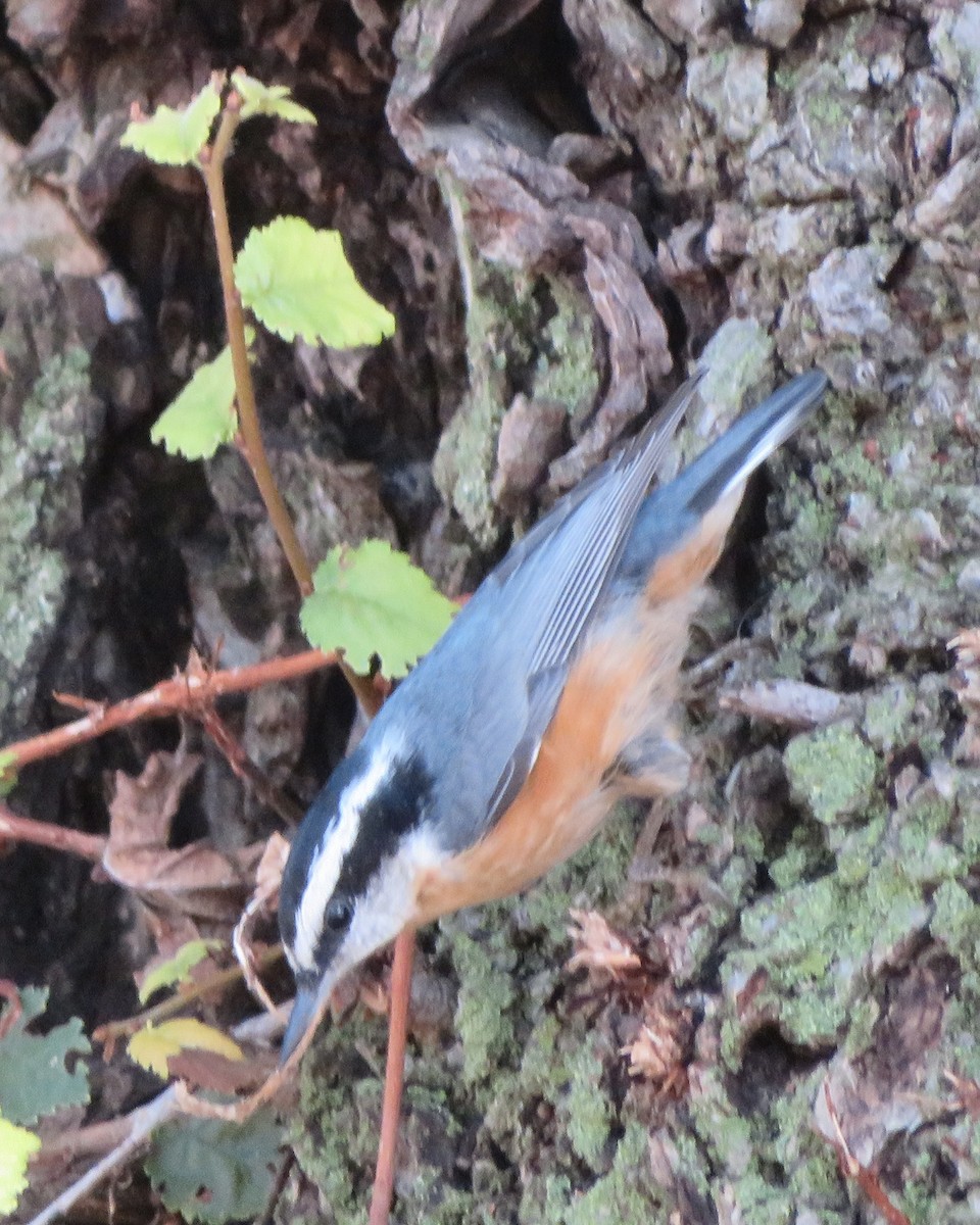 rustspettmeis - ML641946037