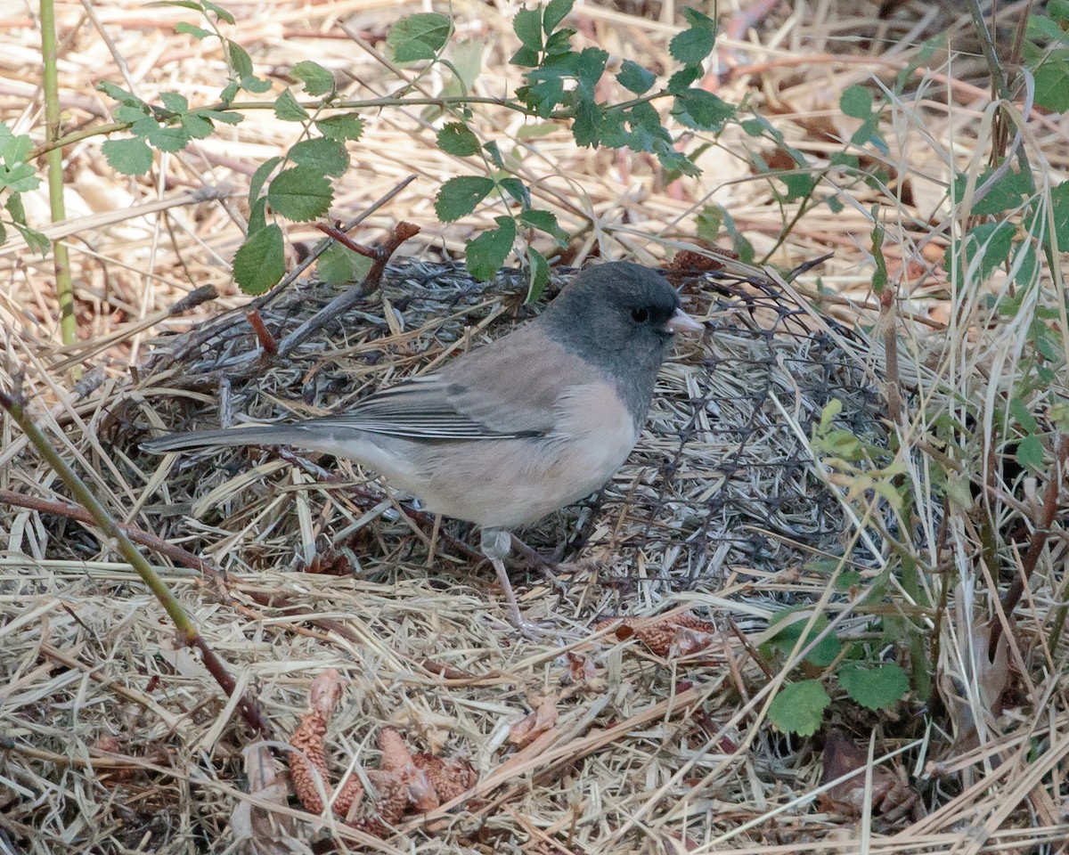 Dark-eyed Junco (Oregon) - ML641946043