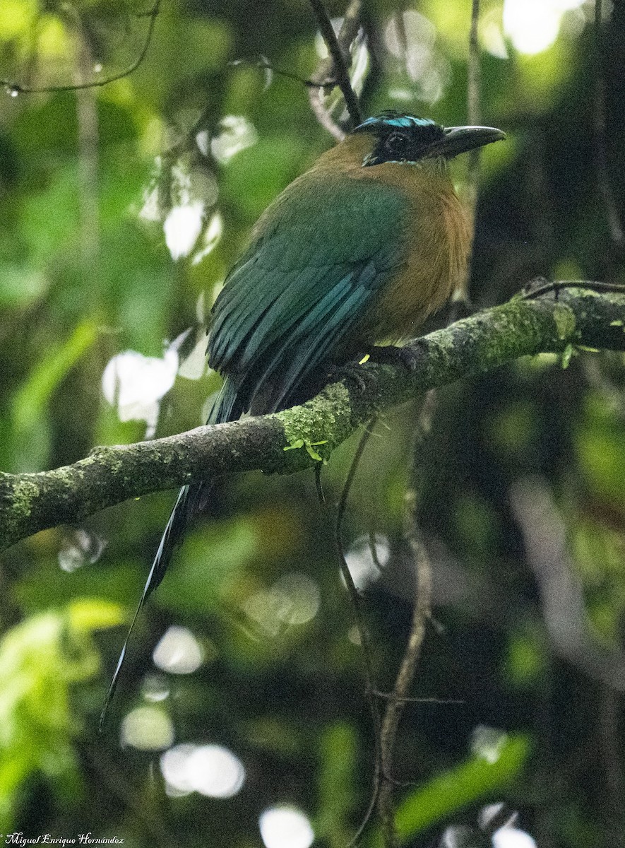 Lesson's Motmot - ML641946064