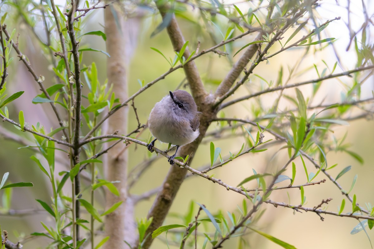 Brown Gerygone - ML641946065