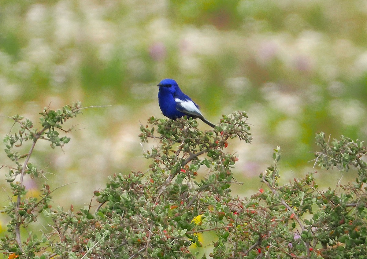 White-winged Fairywren - ML641946071