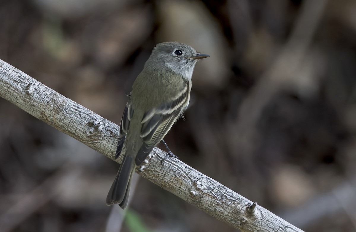Hammond's Flycatcher - ML641946078