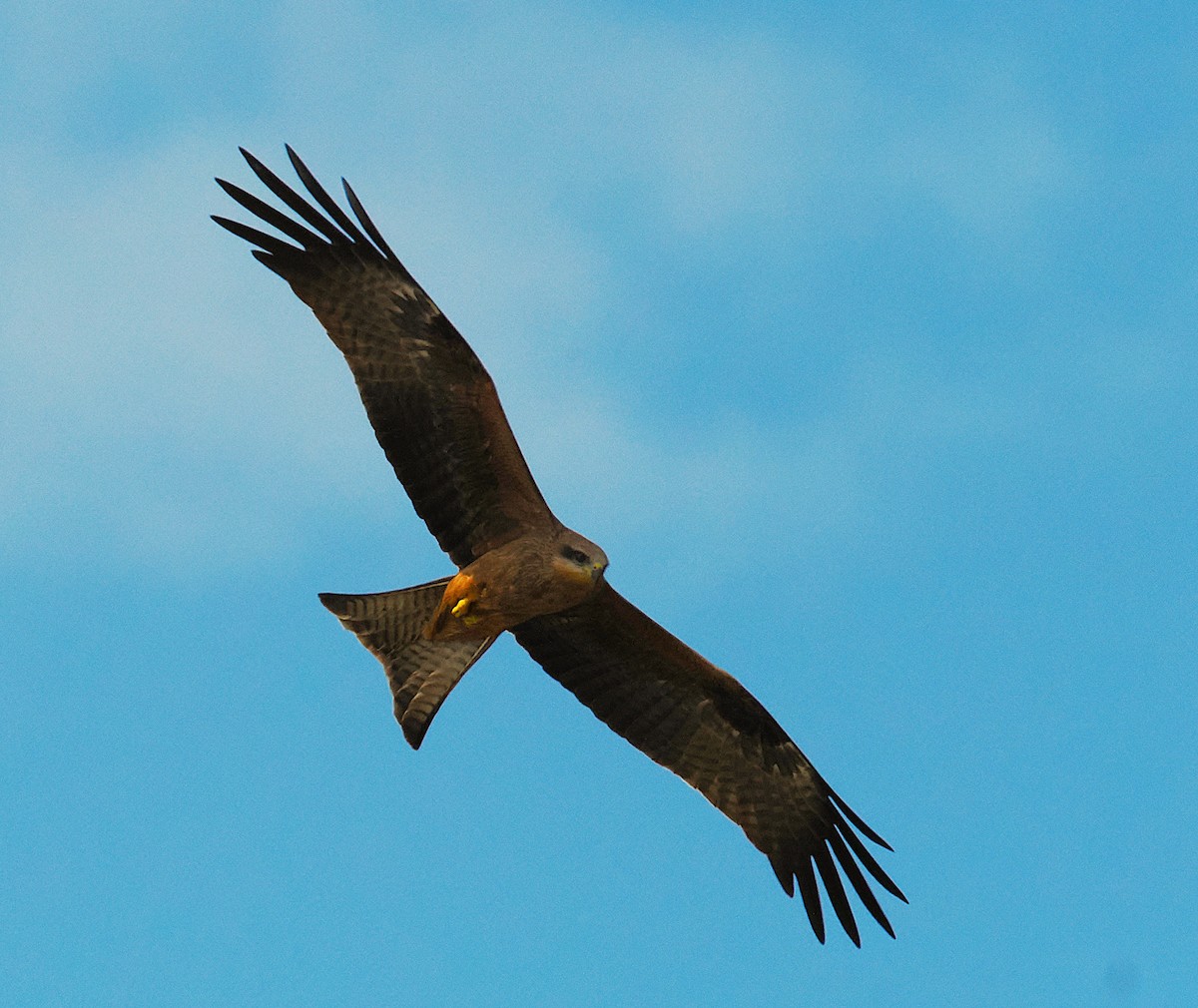 Black Kite - ML641946079