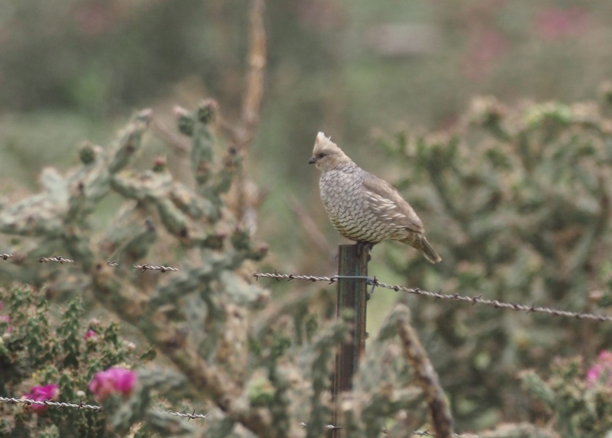 Scaled Quail - ML641946106
