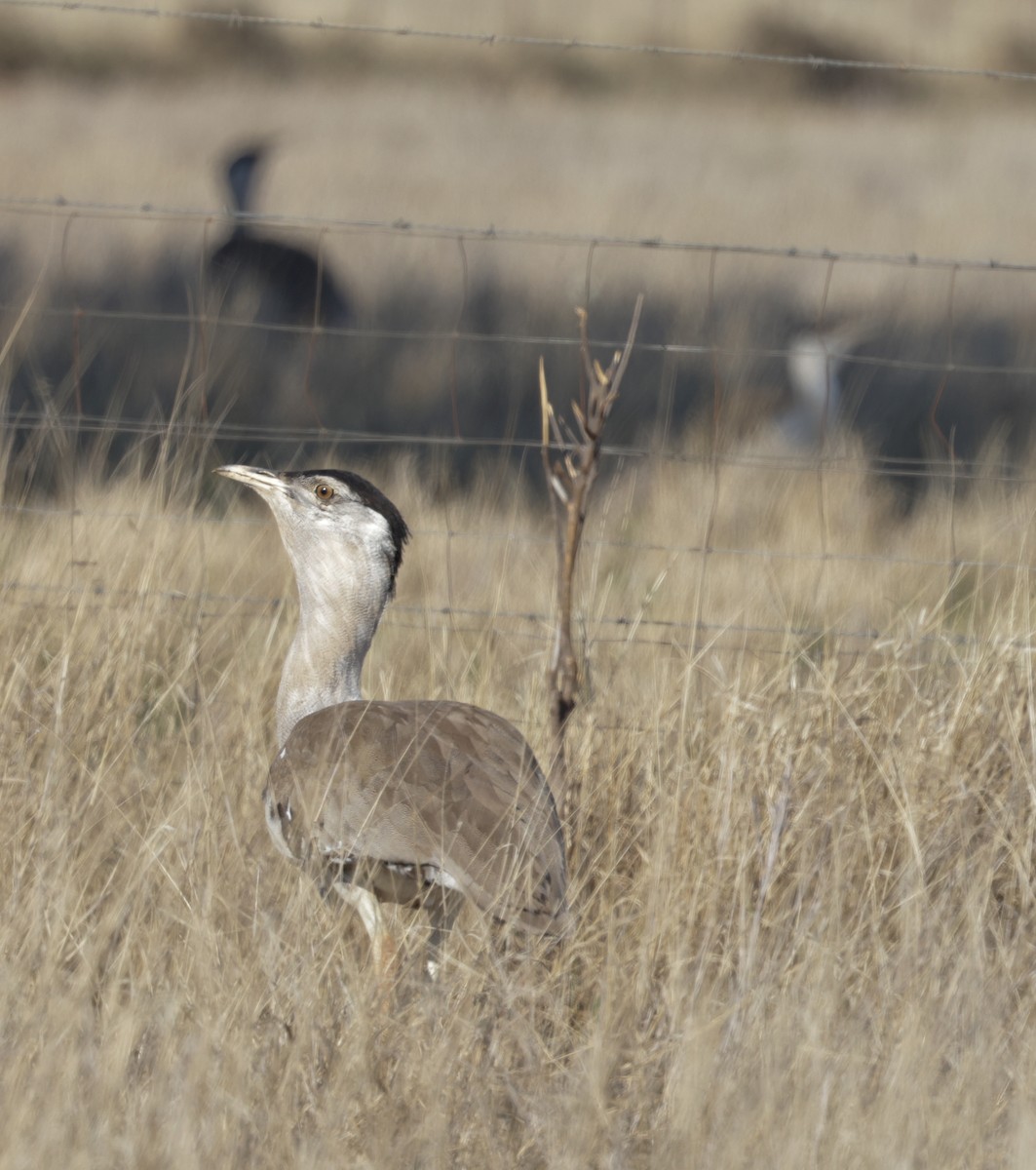 Australian Bustard - ML641946115
