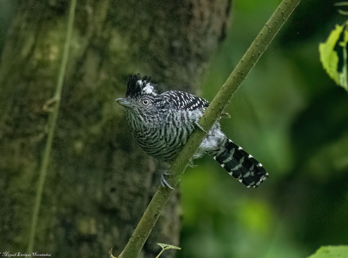 Barred Antshrike (Barred) - ML641946118