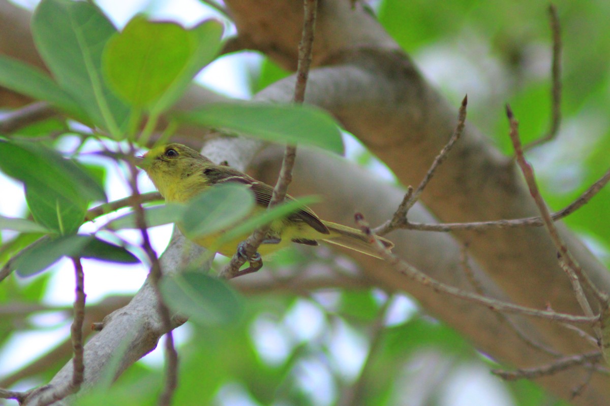 Mangrove Vireo - ML641946155